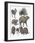 Rodents-null-Framed Giclee Print