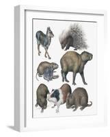 Rodents-null-Framed Giclee Print