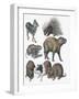 Rodents-null-Framed Giclee Print