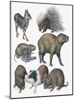 Rodents-null-Mounted Giclee Print