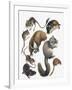 Rodents-null-Framed Giclee Print