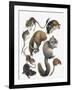 Rodents-null-Framed Giclee Print