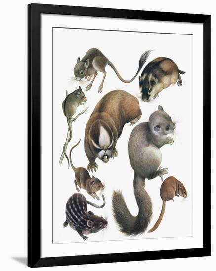 Rodents-null-Framed Giclee Print