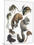 Rodents-null-Mounted Giclee Print