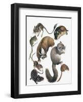 Rodents-null-Framed Premium Giclee Print