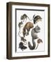 Rodents-null-Framed Giclee Print