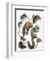 Rodents-null-Framed Giclee Print