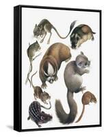 Rodents-null-Framed Stretched Canvas