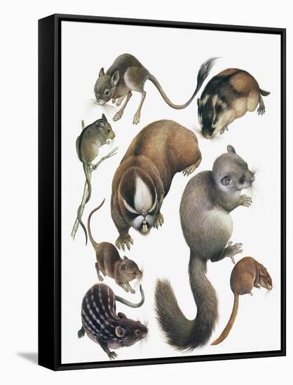 Rodents-null-Framed Stretched Canvas