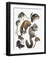 Rodents-null-Framed Giclee Print