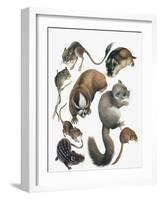 Rodents-null-Framed Giclee Print