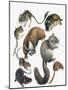 Rodents-null-Mounted Giclee Print