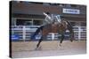 Rodeo at Calgary Stampede, Calgary, Alberta, Canada-null-Stretched Canvas