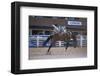 Rodeo at Calgary Stampede, Calgary, Alberta, Canada-null-Framed Art Print