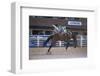 Rodeo at Calgary Stampede, Calgary, Alberta, Canada-null-Framed Art Print