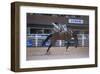 Rodeo at Calgary Stampede, Calgary, Alberta, Canada-null-Framed Art Print