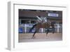 Rodeo at Calgary Stampede, Calgary, Alberta, Canada-null-Framed Art Print