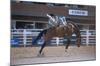 Rodeo at Calgary Stampede, Calgary, Alberta, Canada-null-Mounted Art Print