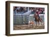 Rodeo in Valleyfield, Quebec, Canada-null-Framed Art Print