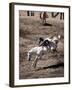 Rodeo, Truckee, California, USA-null-Framed Photographic Print