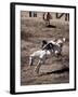 Rodeo, Truckee, California, USA-null-Framed Photographic Print