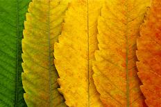 Close Up of Autumn Leaves-rodho-Stretched Canvas