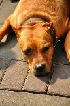 Pit Bull Terrier  Flop Brown-rodigest-Photographic Print