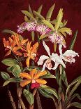 Orchid Trio II-Rodolfo Jimenez-Art Print