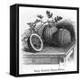 Rodosto Water Melon-null-Framed Stretched Canvas