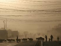 Afghan Herders Lead Their Livestodk Across a Road in Kabul, Afghanistan, Monday, Oct 9, 2006-Rodrigo Abd-Photographic Print