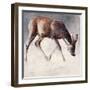 Roe Buck, Winter, 2000-Mark Adlington-Framed Giclee Print