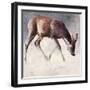 Roe Buck, Winter, 2000-Mark Adlington-Framed Giclee Print