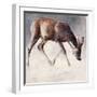 Roe Buck, Winter, 2000-Mark Adlington-Framed Giclee Print
