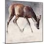 Roe Buck, Winter, 2000-Mark Adlington-Mounted Giclee Print