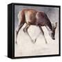 Roe Buck, Winter, 2000-Mark Adlington-Framed Stretched Canvas