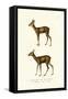 Roe Deer, 1824-Karl Joseph Brodtmann-Framed Stretched Canvas