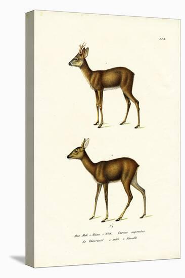 Roe Deer, 1824-Karl Joseph Brodtmann-Stretched Canvas