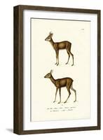 Roe Deer, 1824-Karl Joseph Brodtmann-Framed Giclee Print