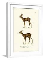 Roe Deer, 1824-Karl Joseph Brodtmann-Framed Giclee Print