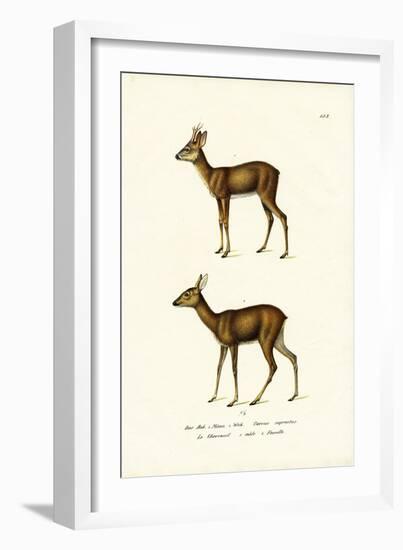 Roe Deer, 1824-Karl Joseph Brodtmann-Framed Giclee Print