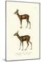 Roe Deer, 1824-Karl Joseph Brodtmann-Mounted Giclee Print