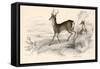 Roe Deer (Capreolus Capreolu), Eurasian Species of Deer, 1828-null-Framed Stretched Canvas