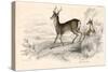 Roe Deer (Capreolus Capreolu), Eurasian Species of Deer, 1828-null-Stretched Canvas