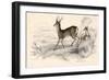 Roe Deer (Capreolus Capreolu), Eurasian Species of Deer, 1828-null-Framed Giclee Print
