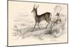 Roe Deer (Capreolus Capreolu), Eurasian Species of Deer, 1828-null-Mounted Giclee Print