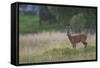 Roe Deer (Capreolus Capreolus) Buck in a Meadow in Summer, Cairngorms Np, Scotland, UK, August 2010-Mark Hamblin-Framed Stretched Canvas