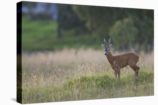 Roe Deer (Capreolus Capreolus) Buck in a Meadow in Summer, Cairngorms Np, Scotland, UK, August 2010-Mark Hamblin-Stretched Canvas