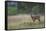 Roe Deer (Capreolus Capreolus) Buck in a Meadow in Summer, Cairngorms Np, Scotland, UK, August 2010-Mark Hamblin-Framed Stretched Canvas