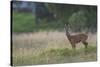 Roe Deer (Capreolus Capreolus) Buck in a Meadow in Summer, Cairngorms Np, Scotland, UK, August 2010-Mark Hamblin-Stretched Canvas