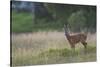 Roe Deer (Capreolus Capreolus) Buck in a Meadow in Summer, Cairngorms Np, Scotland, UK, August 2010-Mark Hamblin-Stretched Canvas